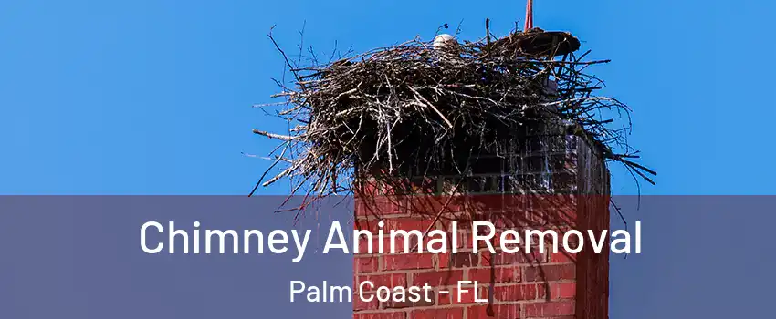  Chimney Animal Removal Palm Coast - FL