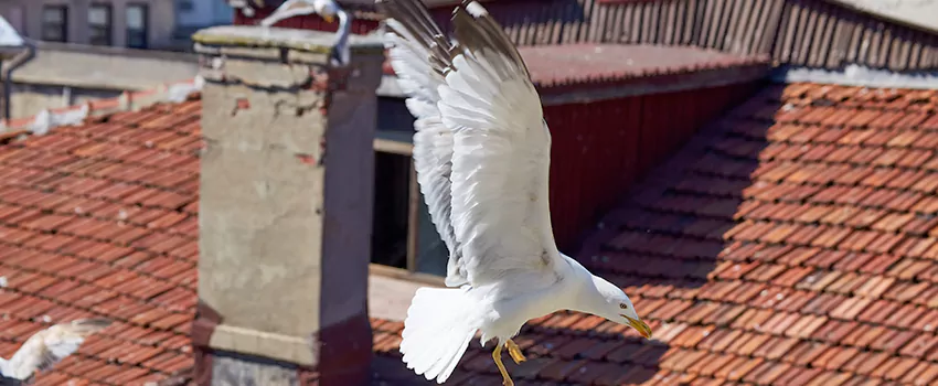 Residential Chimney Animal Removal Solution in Palm Coast, FL