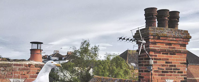 Chimney Cleaning And Restoration in Palm Coast, Florida